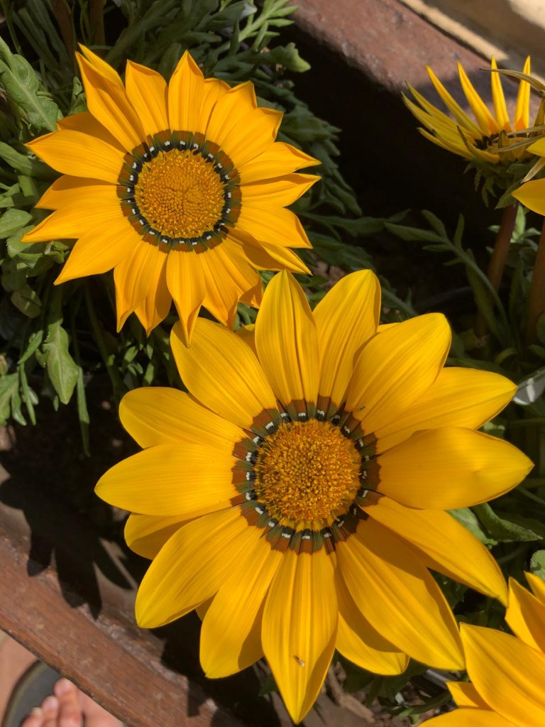 Vibrant yellow garden flowers