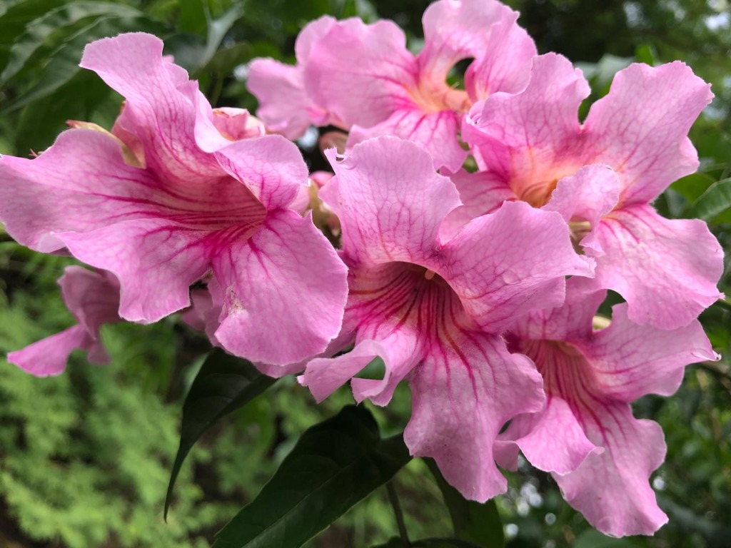 Beautiful pink garden blossoms