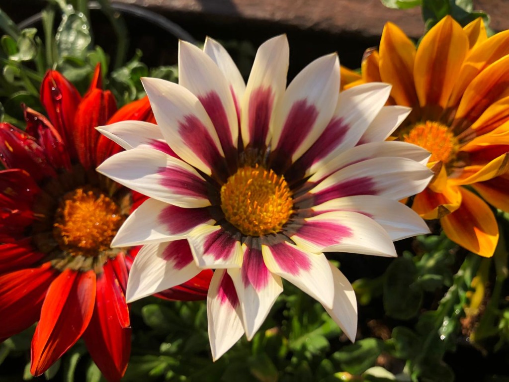 Intricate patterned garden flower