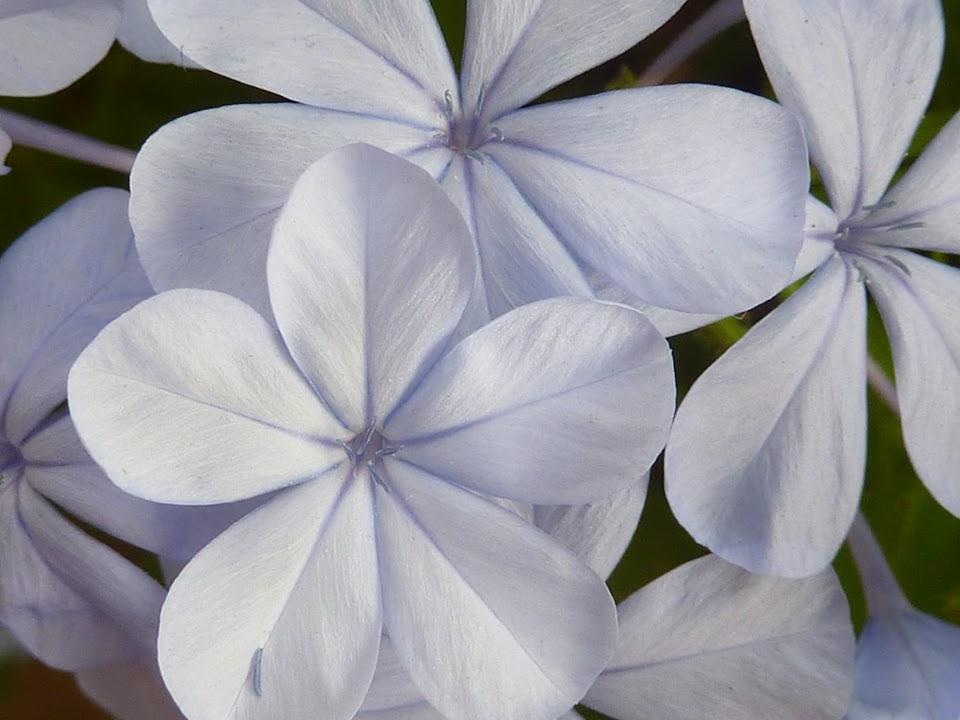 Serene light blue flowers